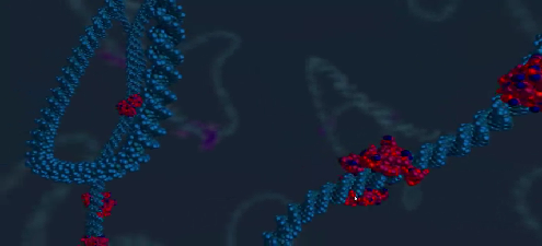 人体查看器 COSM